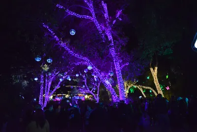 DSC_6993 (Large).JPG